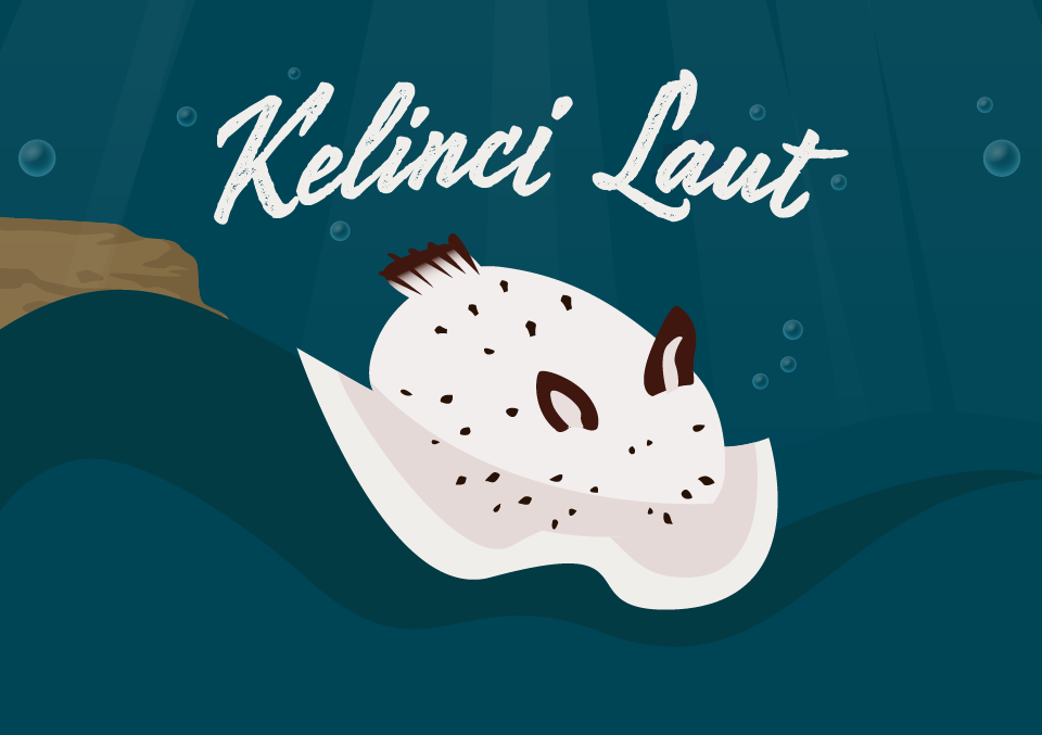 Kelinci laut gemas tapi berbahaya